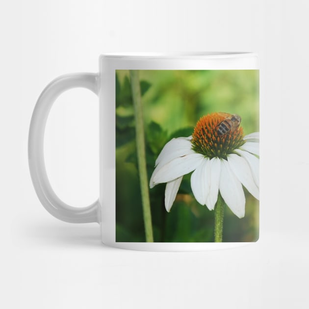 Echinacea Purpurea with Bee by jojobob